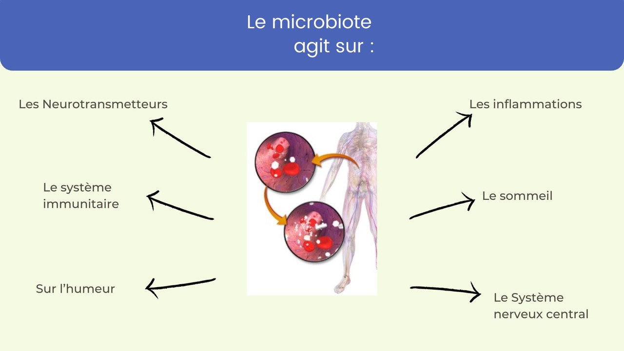 tout ce qu'll faut savoir sur le microbiote